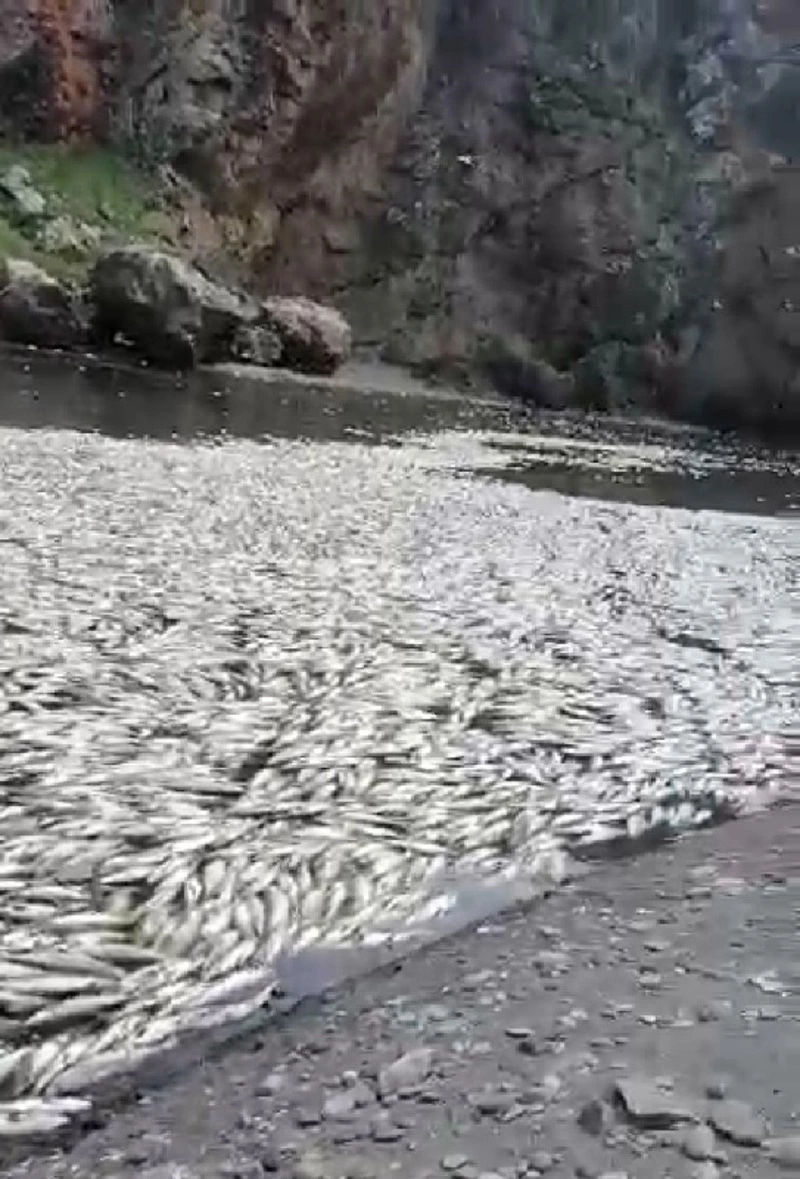 О массовом заморе горбуши в реке Пугачевка сообщили сахалинцы