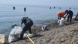 Берег Пригородного превратился в рыбный рынок: бесплатная селедка для всех