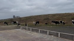 Жители Корсакова пожаловались на бесконтрольно гуляющих коров 