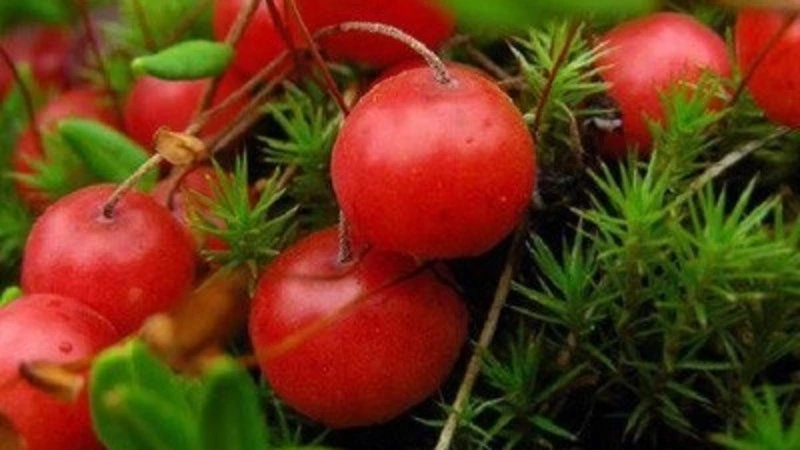 Памятник природы «Успеновские клюквенники» на Сахалине отметил 30-летний юбилей