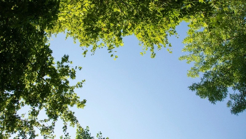 До +25 градусов и солнце: прогноз погоды в Южно-Сахалинске 7 августа