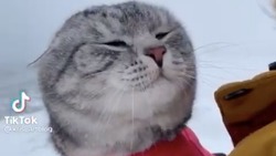 Сахалинский котик в красной кофточке съездил на море в метель и стал звездой TikTok