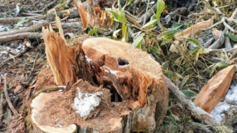 Краснокнижное дерево счастья на Курилах уничтожили из-за ошибки на бумаге