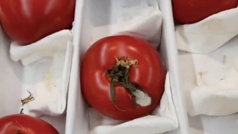 Помидоры с гнилью за тысячу рублей нашел популярный блогер на Сахалине