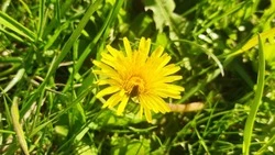 «Теперь точно потеплеет»: в Южно-Сахалинске распустились первые одуванчики