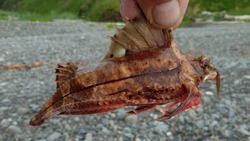 Рыбак выудил странное существо на севере Сахалина — ФОТО