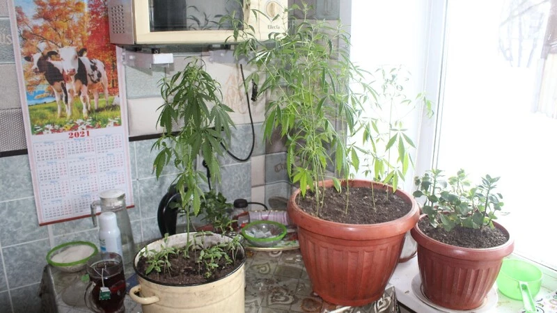 Житель Макарова устроил в своей квартире теплицу и развел там заросли конопли