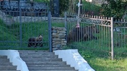Медведи зачастили в гости к жителям Итурупа