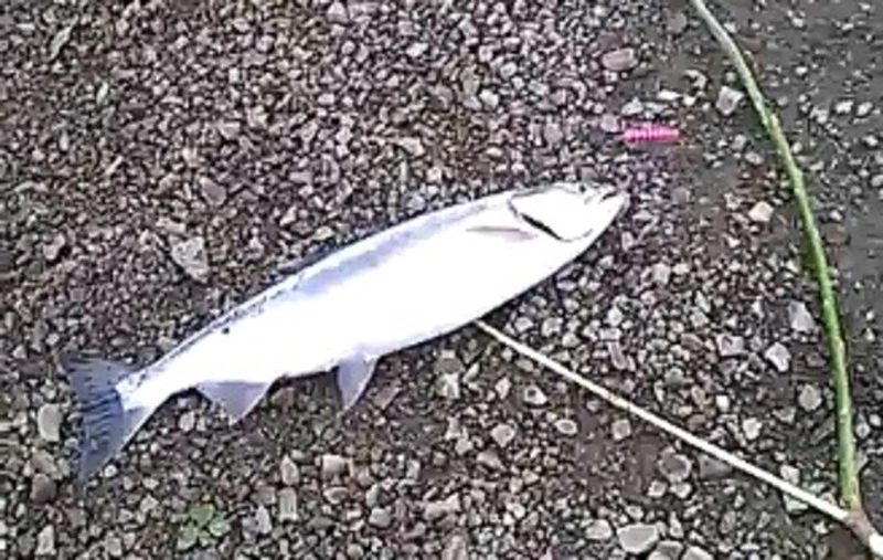 «Вот она, красавица!»: юная сахалинка похвасталась уловом своего отца