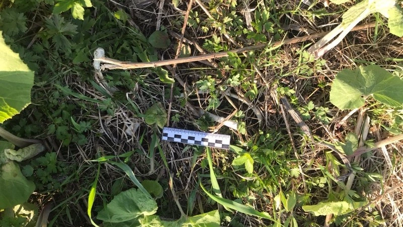 Останки человеческого скелета нашли в лесу на юге Сахалина 