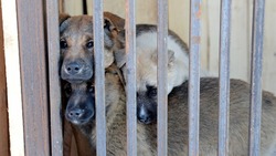 Для решения проблем с бездомными собаками на Дальнем Востоке создадут мегаприют