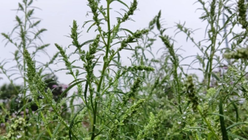 Синоптики прогнозируют холодную погоду в Сахалинской области 