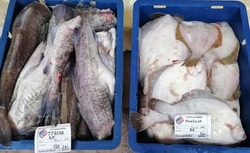 Жителям Сахалина бесплатно раздали более 50 тонн рыбы в 2022 году