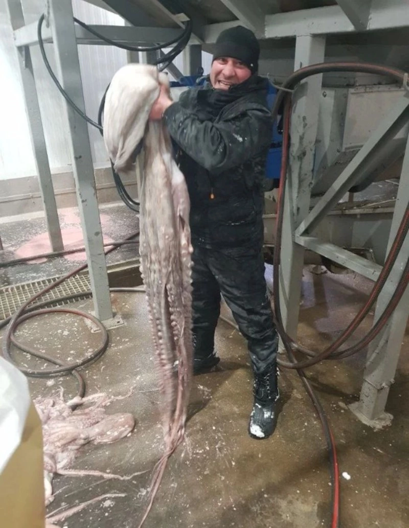 Двухметрового осьминога выловили у берегов Курил