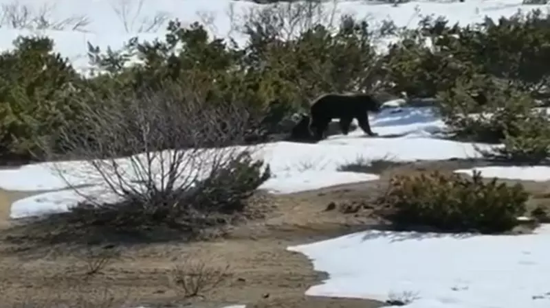 Медведицу с детенышем заметили в снегу на севере Сахалина
