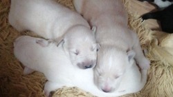 Житель Сахалина объявил о поиске хозяев для щенков собаки-путешественницы