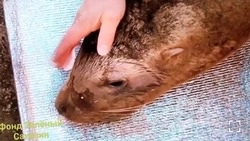 Фонд «Зеленый Сахалин» рассказал историю спасения сивуча с пневмонией 