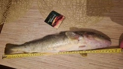 Рыбаки на Сахалине поймали навагу-гиганта