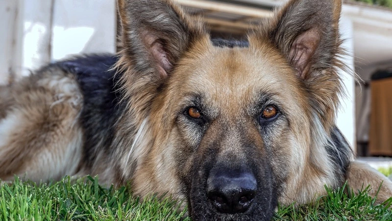 В Томари мужчина украл немецкую овчарку и зарубил ее топором, чтобы съесть