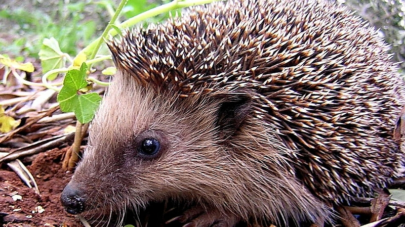 Колючий топотун