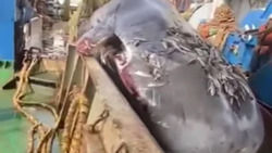Гигантский кашалот попал в сети дальневосточных рыбаков. Видео