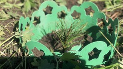 «Деревья здесь будут расти много лет»: калининградские кедры посадили у школ в Южно-Сахалинске