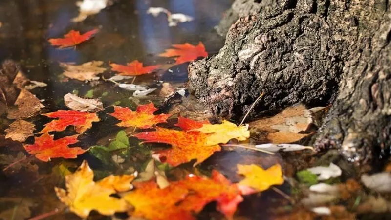 Ясная погода и ветер: прогноз погоды на Сахалине на 6 ноября