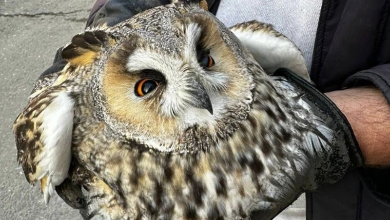 Спасенную от ворон сову отпустили в лес у Южно-Сахалинска