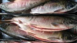 Свежую кету по низкой цене привезли в Южно-Сахалинск 9 сентября 