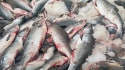 Доступную горбушу привезли в Александровск-Сахалинский район       