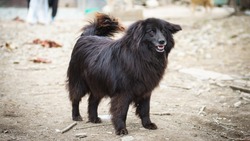 «Нужен терпеливый хозяин»: прелестная собачка Эми нуждается в семье на Сахалине