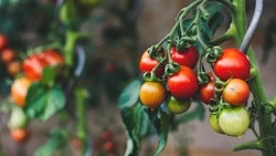 Сельхозпроизводители Сахалина нарушили правила обращения с пестицидами