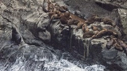 Бок о бок с человеком: как живут сивучи на Сахалине