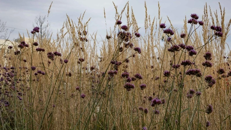 Север Сахалина засыплет снегом, а на юге будет тепло 31 октября