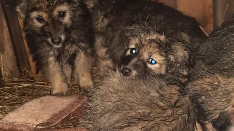 «Кто мог так сделать!»: щенят заперли в будке на морозе в Южно-Сахалинске