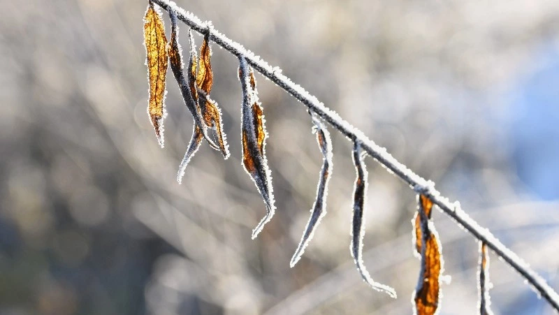 Морозы до -15 градусов ударят по северу Сахалина 25 ноября
