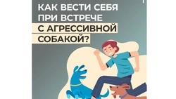 Как вести себя при встрече с бродячими собаками: советы кинолога