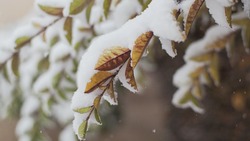 Снег, дождь и порывистый ветер: прогноз погоды в Сахалинской области на неделю