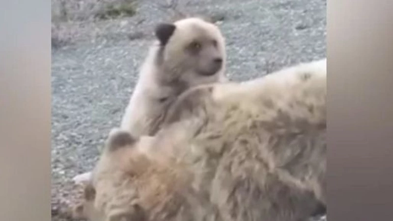 Камчатского медвежонка, оставшегося без мамы, готовы принять в Московском зоопарке