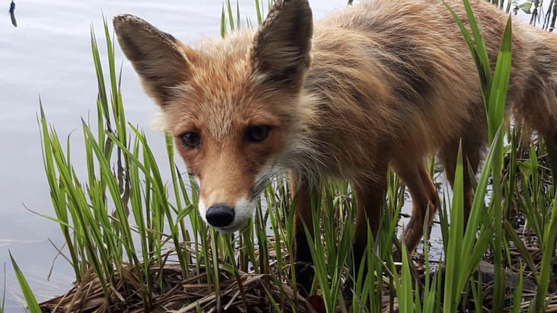Лиса затребовала еды у сахалинского рыбака. ВИДЕО