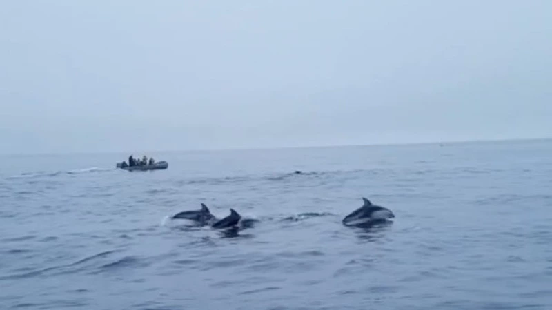Видеофакт: дельфины сопровождали туристов на Сахалине