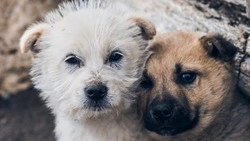 В ДФО все, кроме Сахалина и Курил: в России стало 26 регионов, допускающих эвтаназию животных