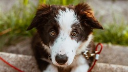 Отказ от приютов для бездомных собак сэкономит Сахалину 1 млрд рублей