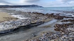 Массовая гибель иваси на Курилах произошла предположительно из-за термического шока