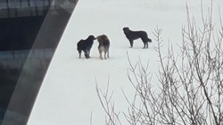 «Бросаются на лыжников»: на «Горном воздухе» отловят стаю агрессивных собак