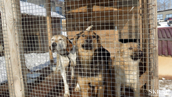 Сахалинка в одиночку создала и содержит приют для бездомных собак