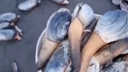  Тонны моллюсков выбросило штормом на побережье в Поронайском районе