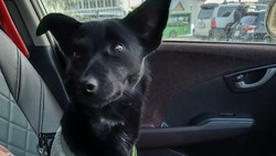 Приют «Пес и кот» объявил о поиске хозяев для собаки по кличке Муха