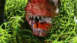 Рыбаки у побережья Шикотана вытащили из воды огромную акулу-людоеда