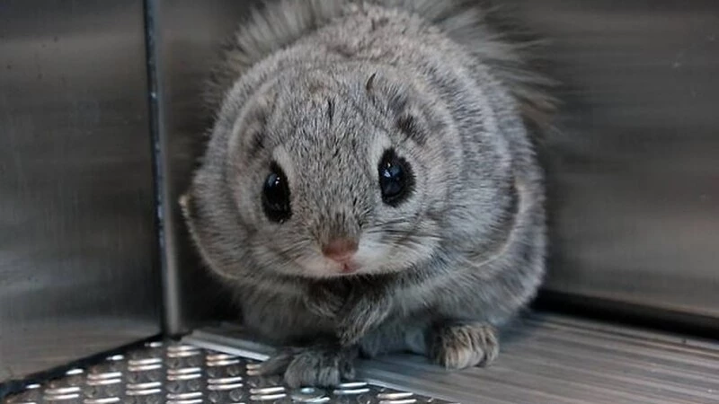 В подъезде дома в Южно-Сахалинске нашли белку